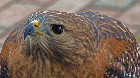 2018.02.10 Audubon Center for Birds of Prey Red Shouldered Hawk 3