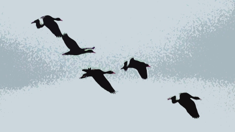 2018.04.18.Sweetwater Wetlands Black-bellied Whistling Ducks 1.art