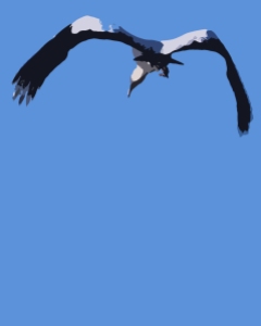 2017.12.25 La Chua Trail Wood Stork Art 2