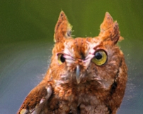 2018.03.10 Sunrise Wildlife Rehabilitation @Devil's Millhopper Eastern Screech Owl 'Ruby' 7.art