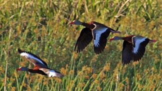 2018.03.24 Sweetwater Branch Wetlands Black-bellied Whistling Ducks 1 art
