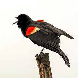 2018.07.01 Sweetwater Wetlands Red-winged Blackbird 3 Art tree