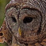 2018.12.08 Sunrise Wildlife Rehabilitation at Devil's Millhopper Barred Owl 1 art.cropped 2