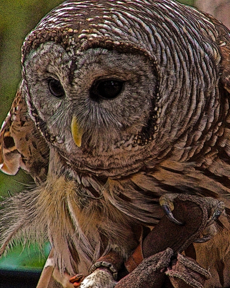 2018.12.08 Sunrise Wildlife Rehabilitation at Devil's Millhopper Barred Owl 1 art