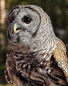 2018.12.08 Sunrise Wildlife Rehabilitation at Devil's Millhopper Barred Owl 11 art