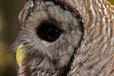 2018.12.08 Sunrise Wildlife Rehabilitation at Devil's Millhopper Barred Owl 12 art