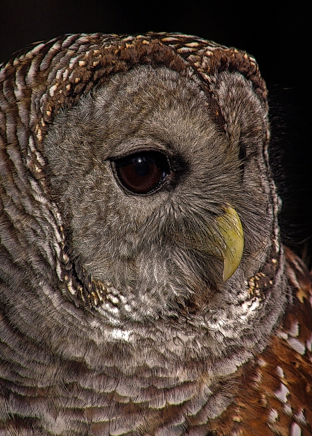 2018.12.08 Sunrise Wildlife Rehabilitation at Devil's Millhopper Barred Owl 3 art