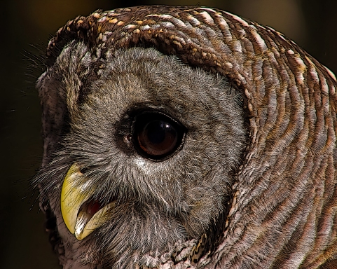 2018.12.08 Sunrise Wildlife Rehabilitation at Devil's Millhopper Barred Owl 4 art