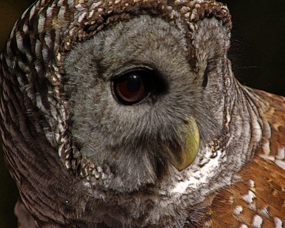 2018.12.08 Sunrise Wildlife Rehabilitation at Devil's Millhopper Barred Owl 5 art
