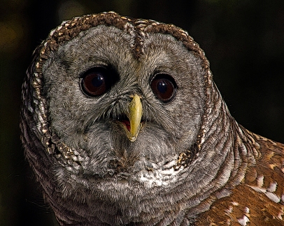 2018.12.08 Sunrise Wildlife Rehabilitation at Devil's Millhopper Barred Owl 6 art