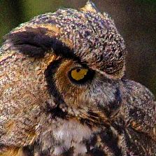 2018.12.08 Sunrise Wildlife Rehabilitation at Devil's Millhopper Great Horned Owl 1 art