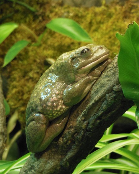 2017.05.14 Frogs@FLMNH Mexican Dumpy Frog 1