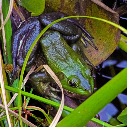 2018.12.28 La Chua Trail Bronze Frog 1