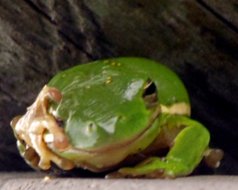 Frog (3)