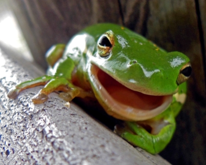 Frog (4)