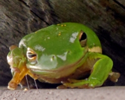 Frog (5)