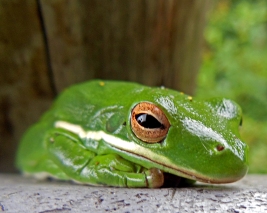 Frog (6)