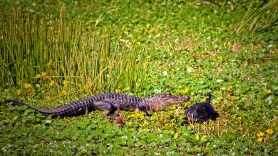 2019.12.08 Sweetwater Wetlands Alligator 2